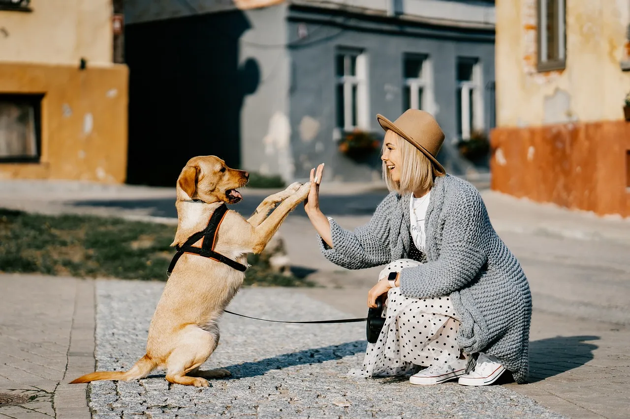 Cachorro Nômade: Saiba como viajar com seu pet